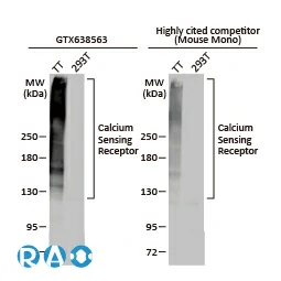 Calcium Sensing Receptor antibody [HL2357]